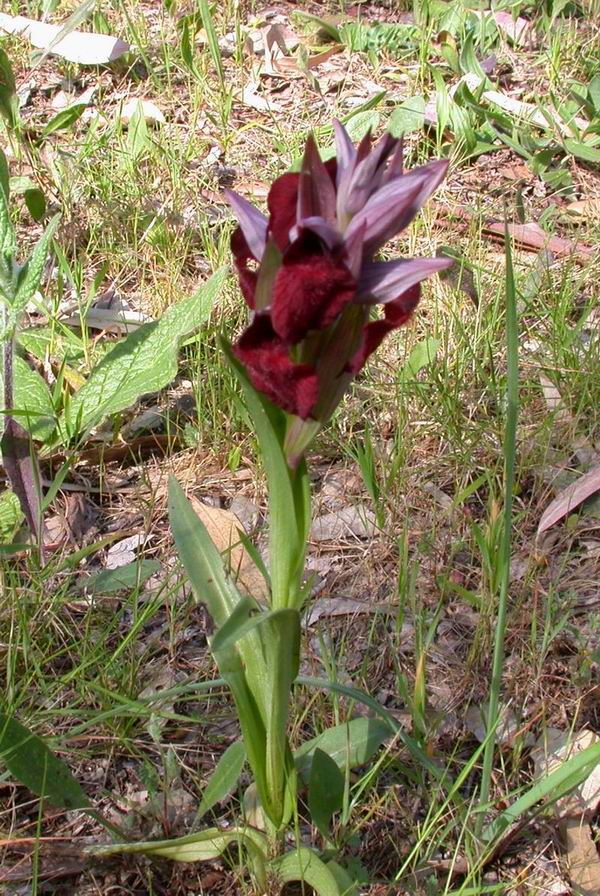 Flora corsa